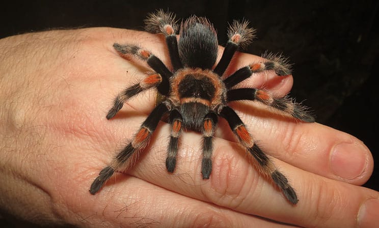 Juvenile Mexican Red Knee Tarantula