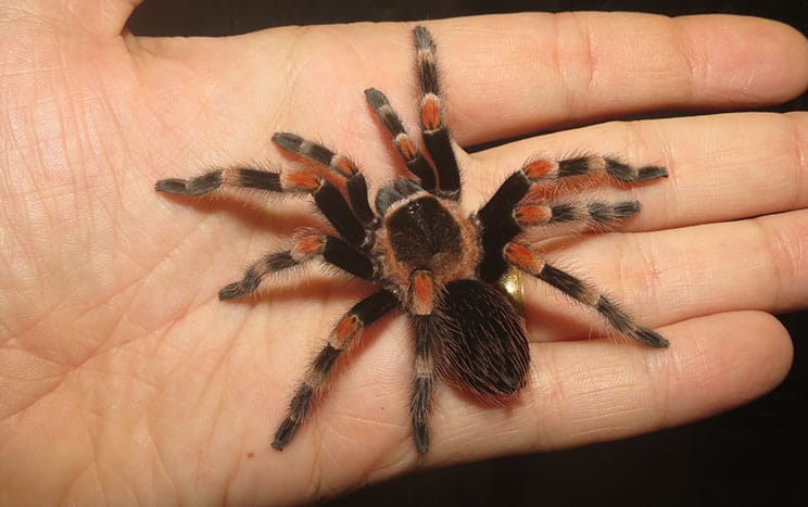 Juvenile Mexican Red Knee Tarantula