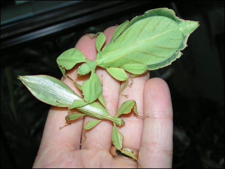Leaf Insects Leaf Insects