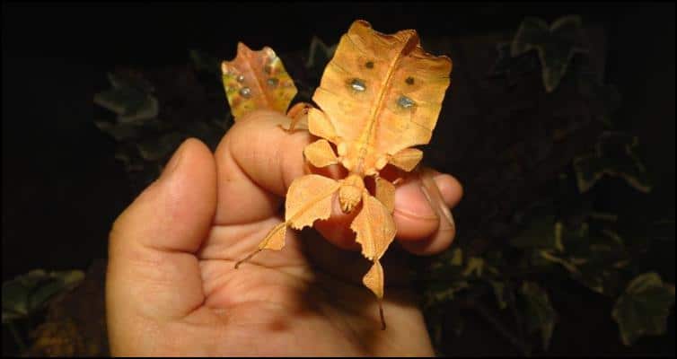 Brown Leaf Insects