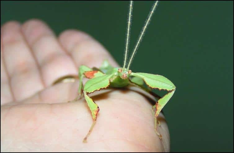 Male Leaf Insect