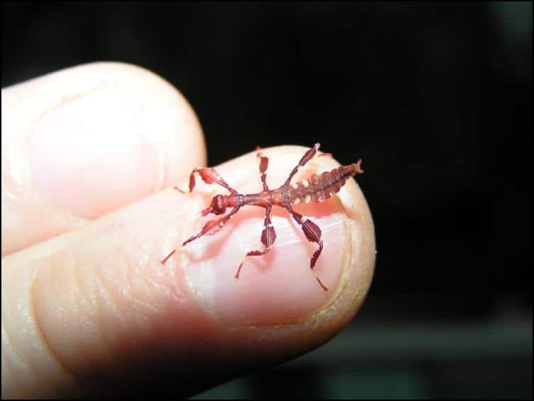 Baby Leaf Insect
