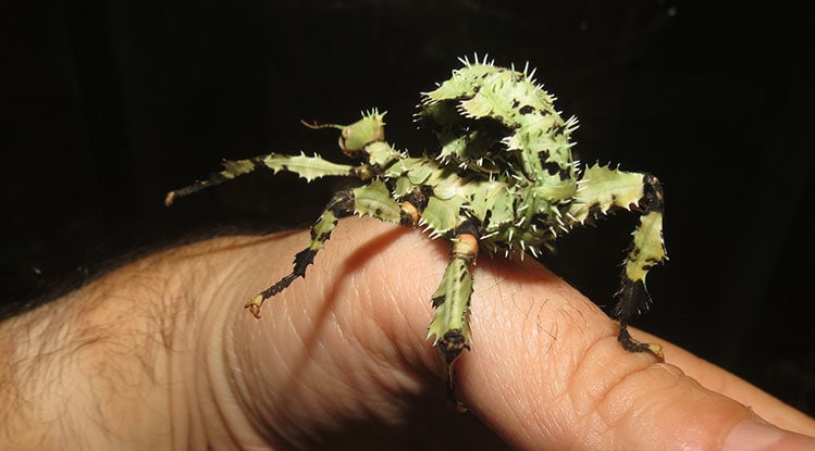 Giant Australian Prickly Stick Insects