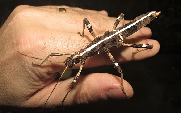 Sunny Stick Insect