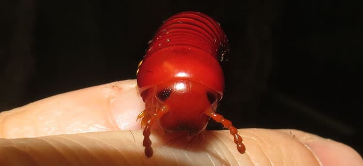Close-up of the head of a Madagascan Fire Millipede