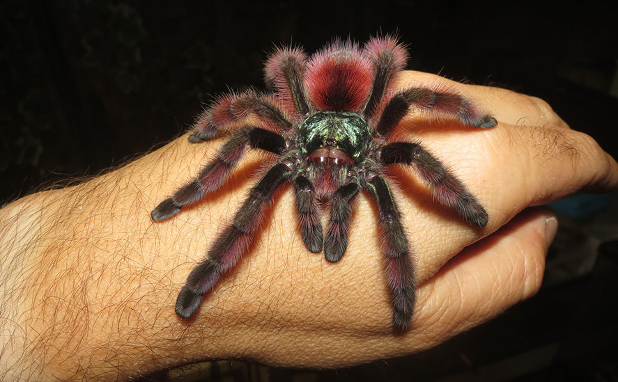 Antilles Pink Toes Tarantula