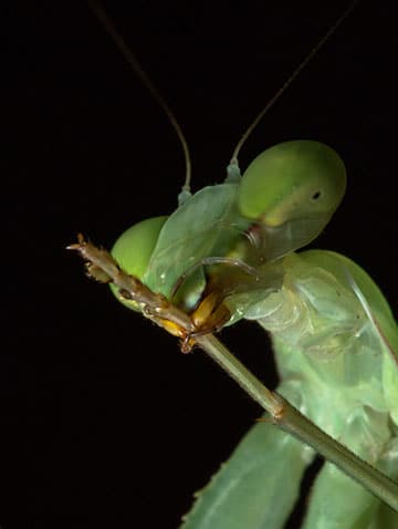 Giant Asian Praying Mantis Jonathan S Jungle Roadshow