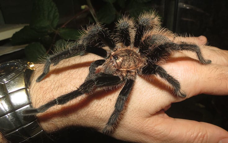 Juvenile Honduran Curly Hair Tarantula