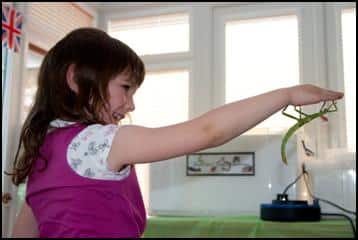 Child holding a stick insect