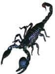 Scorpion