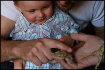 Young child stroking a gecko