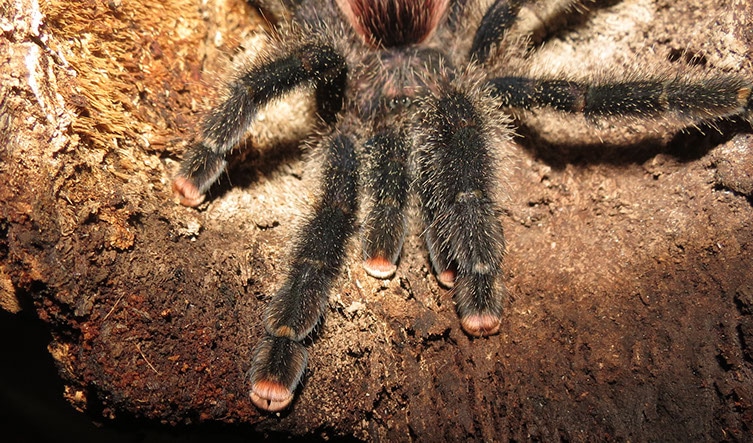 Hairy legs of Peruvian Pinktoe Tarantula