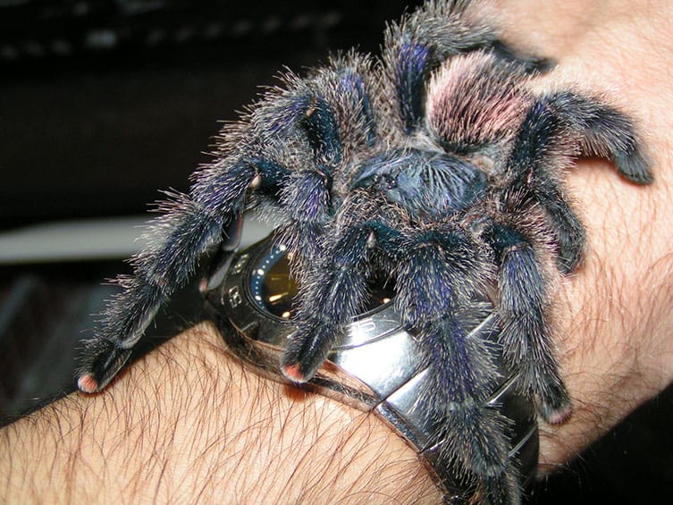 Peruvian Pinktoe Tarantula