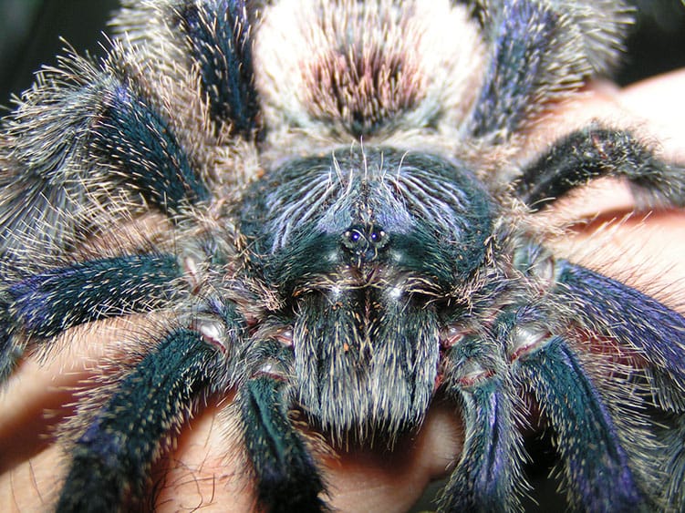 Peruvian Pinktoe Tarantula