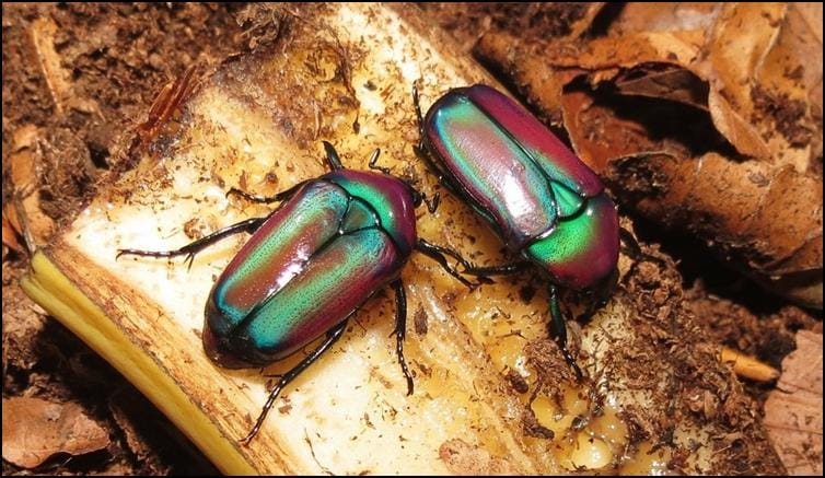 Purple Jewel Beetles