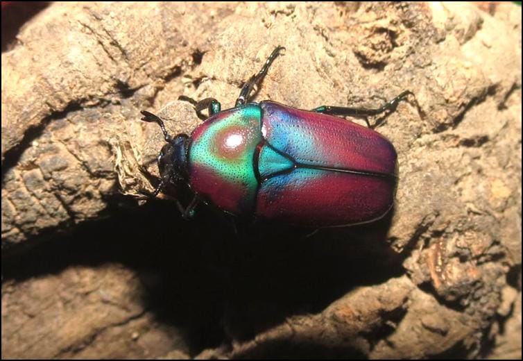 Purple Jewel Beetle