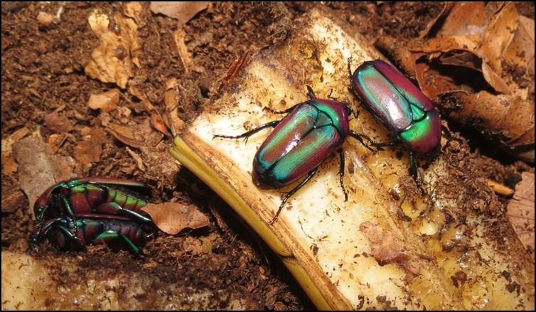 Stunning colours of Purple Jewel Beetles