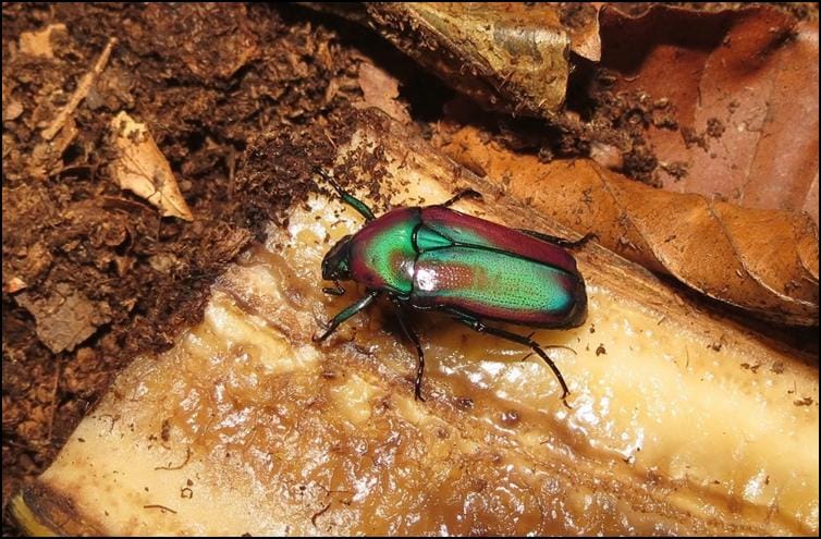 Purple Jewel Beetle eating