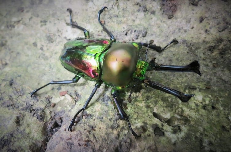 Rainbow Stag Beetle