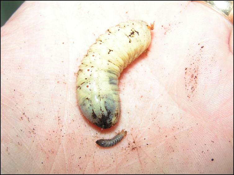 Larger Rainbow Stag Beetle larva / grub