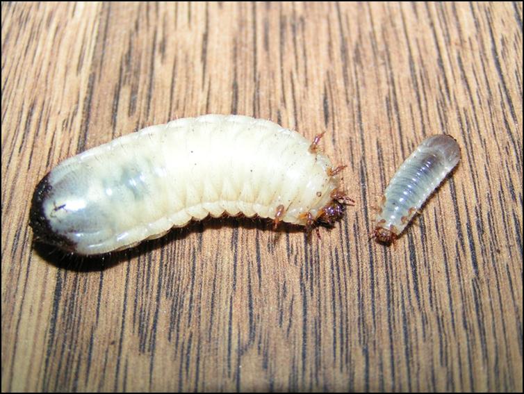 Larger Rainbow Stag Beetle larva / grub