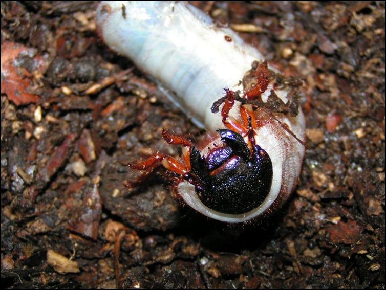 Large Rainbow Stag Beetle grub / larva
