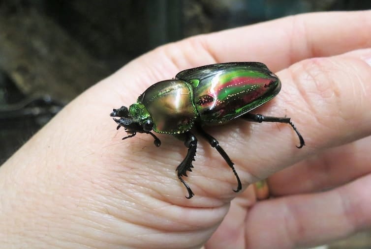 Colours of the Rainbow Stag Beetle