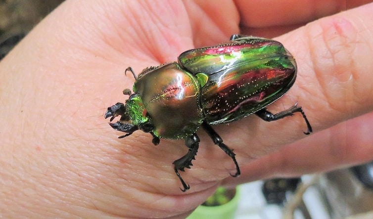 Colours of the Rainbow Stag Beetle