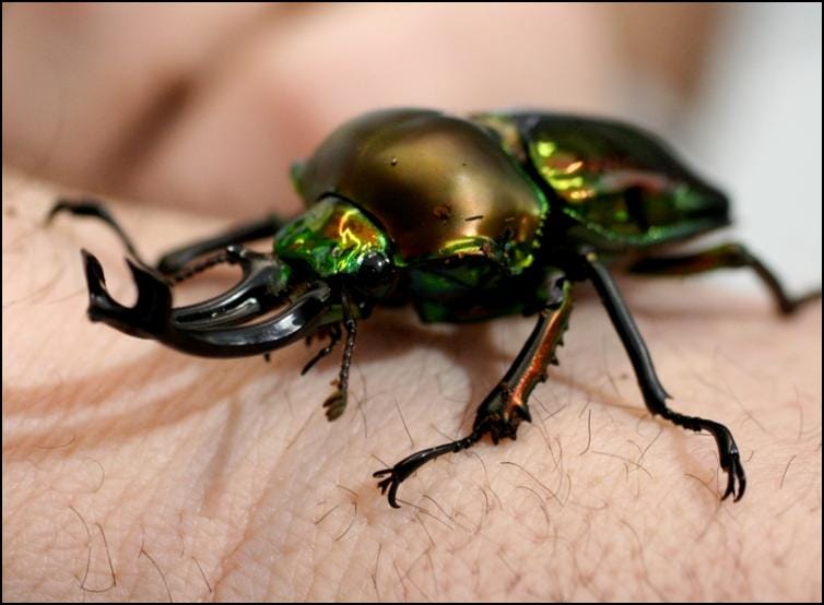 Rainbow Stag Beetle mandibles