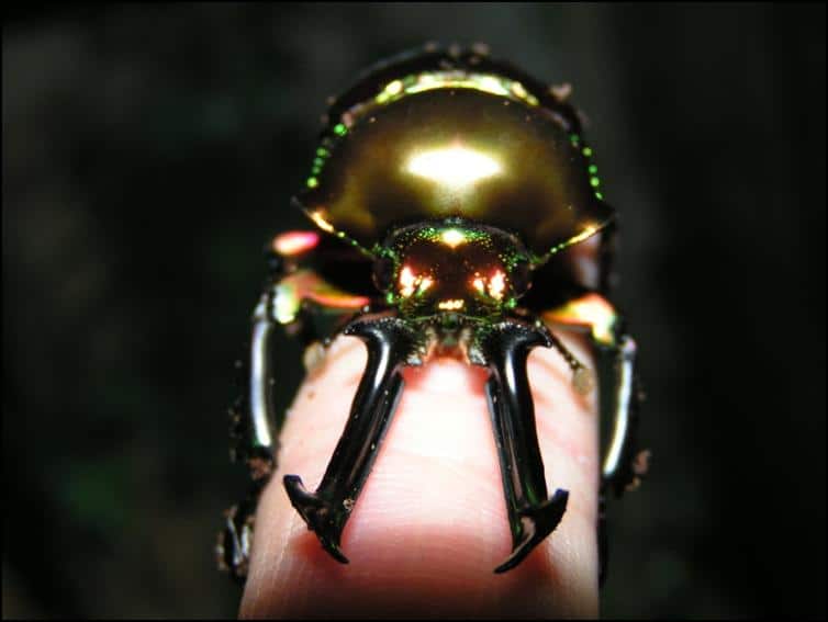 Rainbow Stag Beetle mandibles