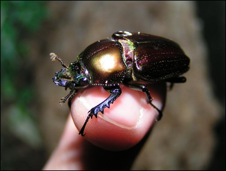 Female Rainbow Stag Beetle