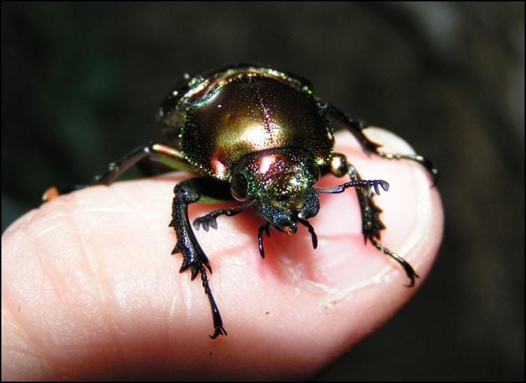 Female Rainbow Stag Beetle