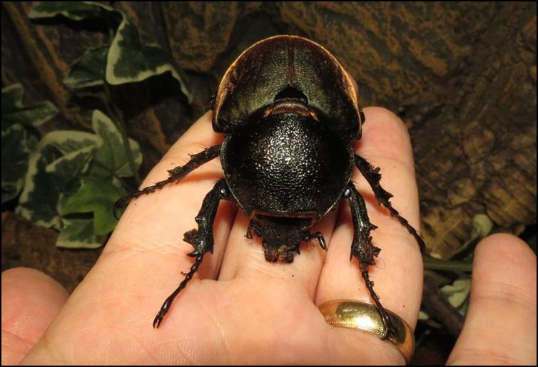 Female Rhinoceros Beetle