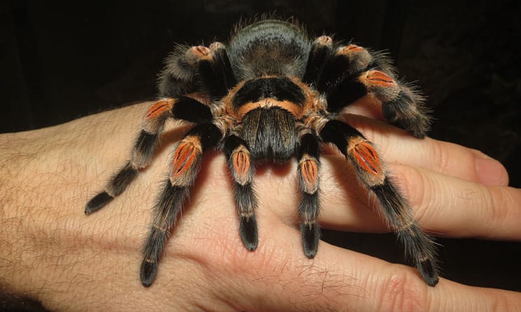 Mexican Red Knee Tarantula