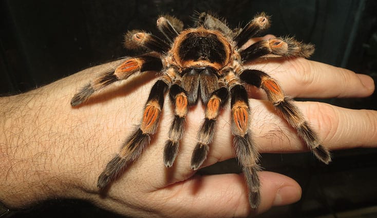 Mexican Red Knee Tarantula exoskeleton