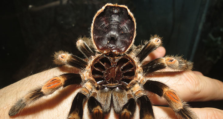 Mexican Red Knee Tarantula exoskeleton with carapace flipped open