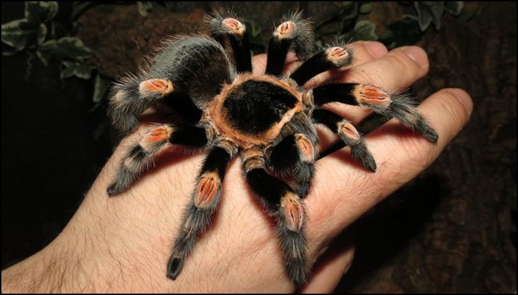 Ruby the Mexican Red Knee Tarantula