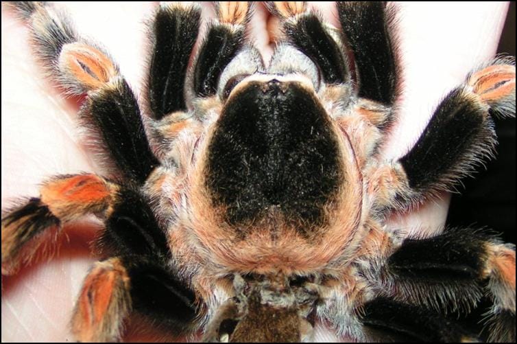 Mexican Red Knee Tarantula exoskeleton