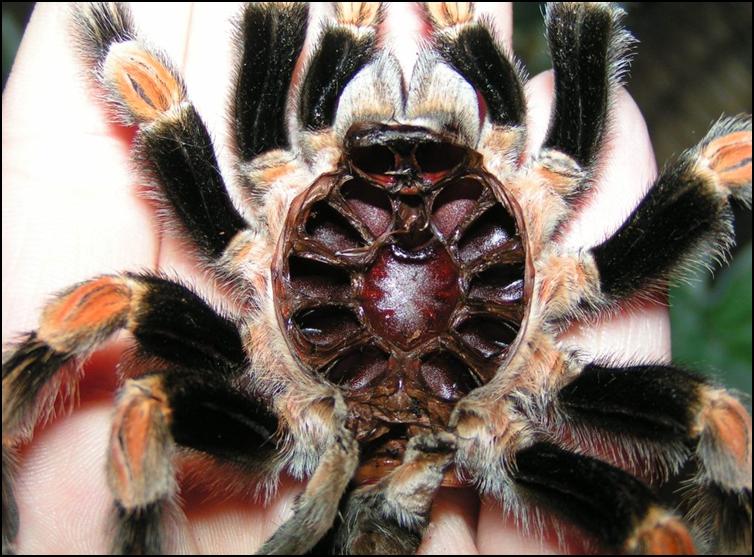 Mexican Red Knee Tarantula exoskeleton with carapace flipped open