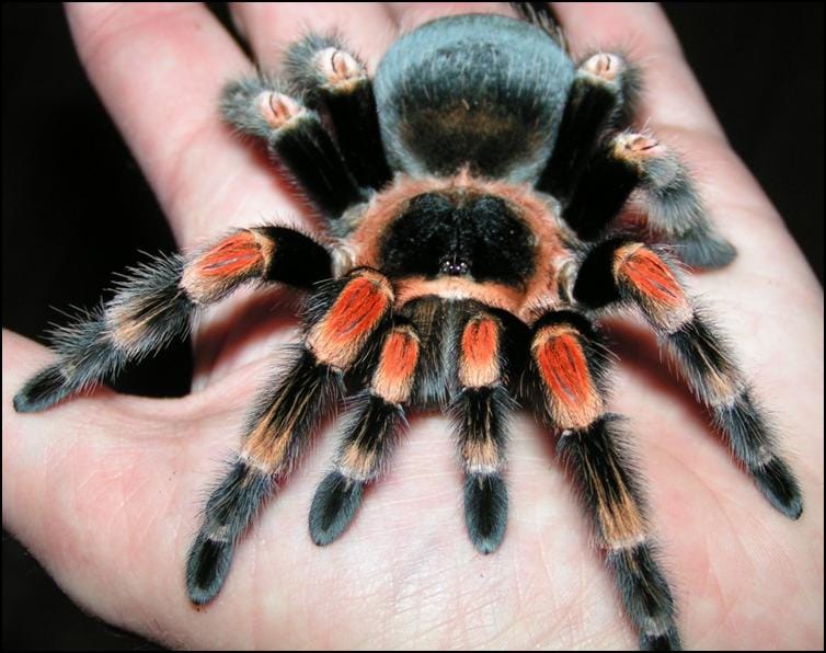 Mexican Red Knee Tarantula