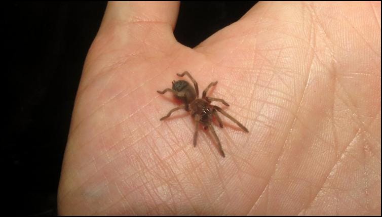 Tiny juvenile Mexican red knee tarantula