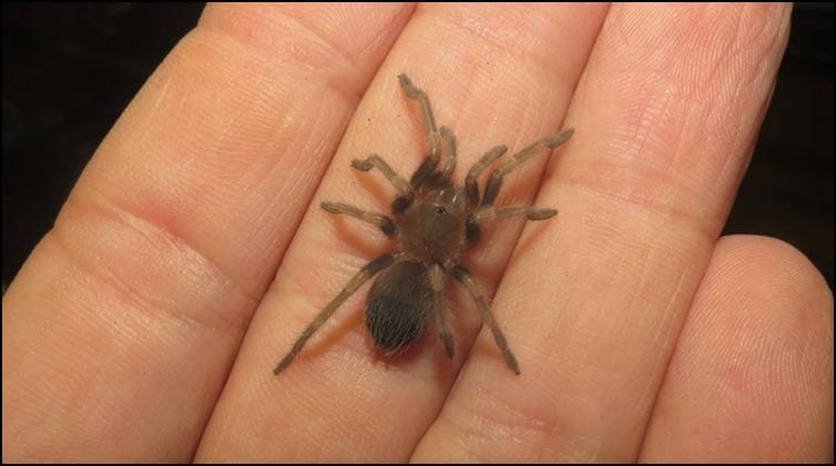 Tiny juvenile Mexican red knee tarantula