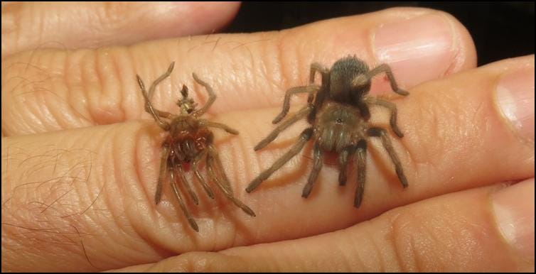 Juvenile Mexican Red Knee Tarantula after first moult (with old exoskeleton)