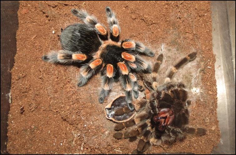 Adult Mexican Red Knee Tarantula with old exoskeleton