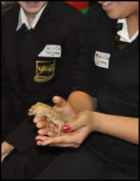 Child handling a gecko