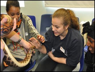 Children interacting with snakes