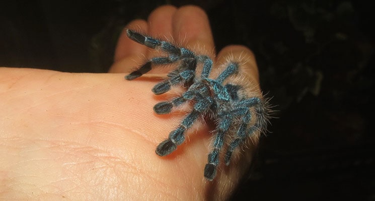 Antilles Pink Toes Tarantula spidering with newly re-grown leg