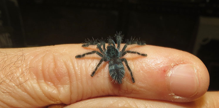 Antilles Pink Toes Tarantula spidering with only 7 legs