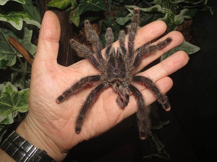 Peruvian Pinktoe Tarantula moult / exoskeleton