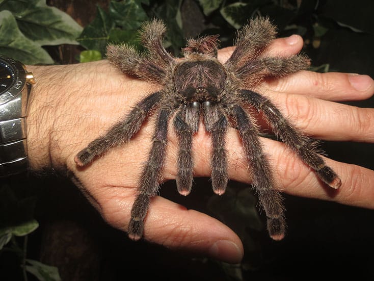 Peruvian Pinktoe Tarantula moult / exoskeleton